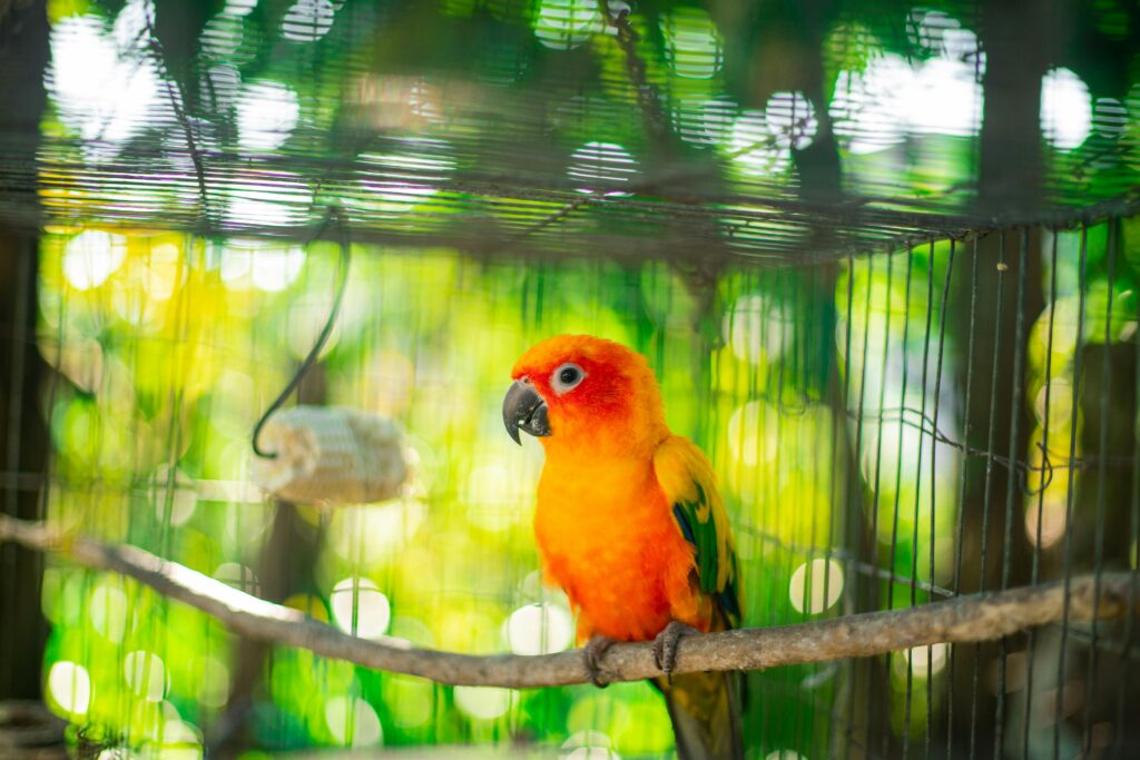 pexels-photo-2289387-2289387 Bright orange and yellow sun conure parrot in a cage, surrounded by lush greenery.