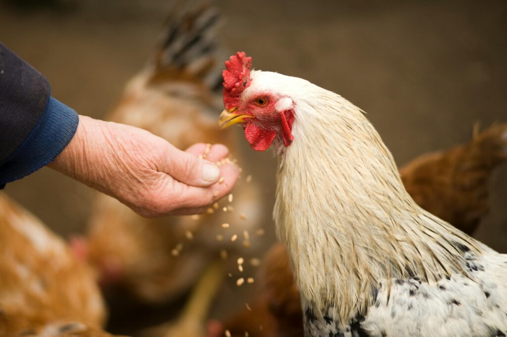 pexels-photo-375510-375510 Close-up of a rooster eating grains from a person's hand in a rural farm setting.